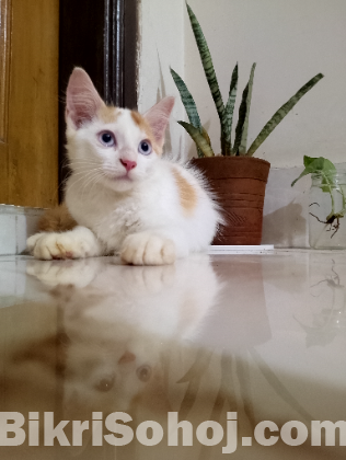 Mix persian baby kitten